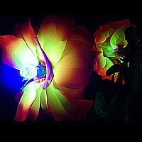 Flower Blooms As Seen At NIght